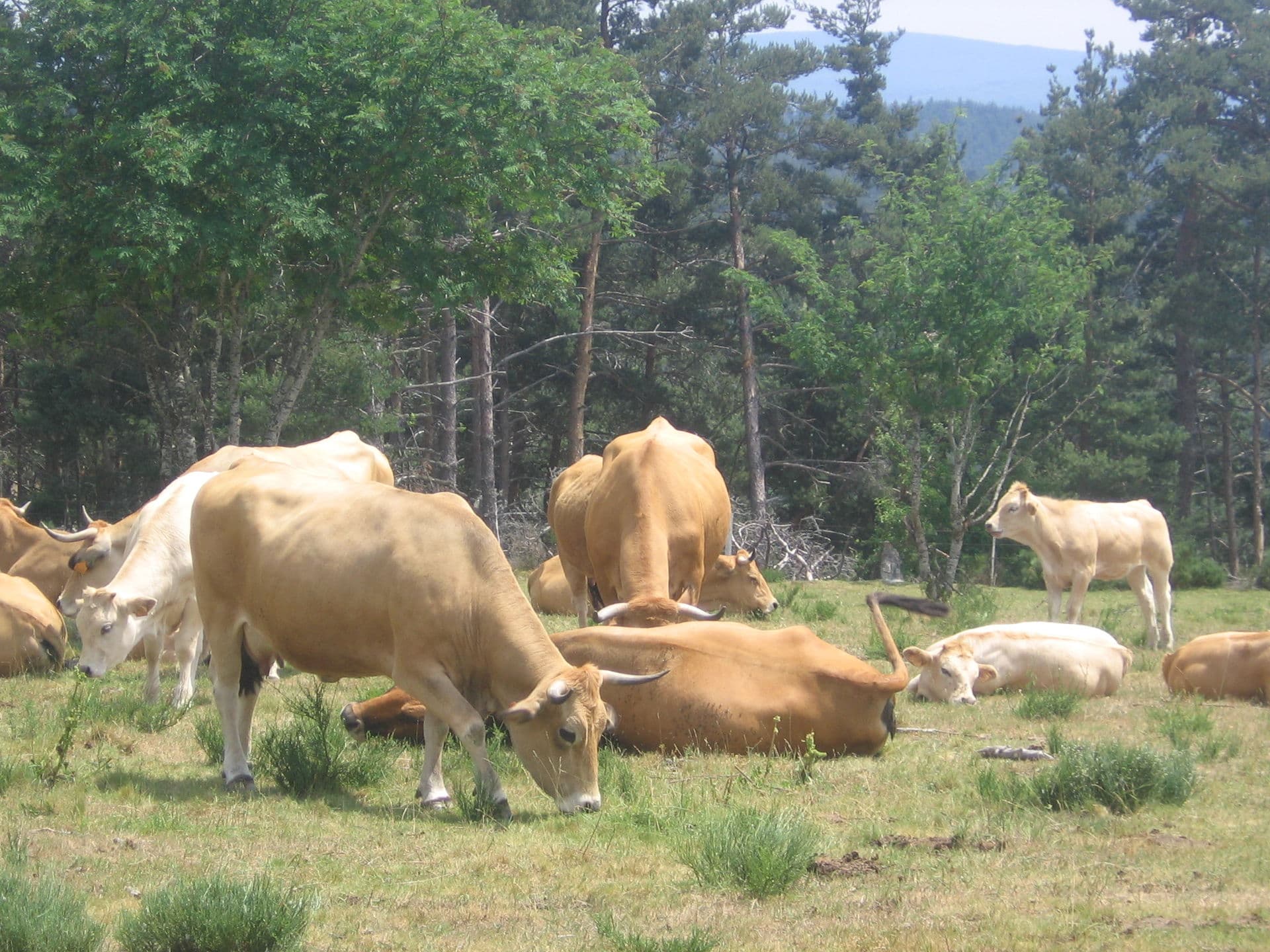 Troupeau de vaches de race Aubrac dans une estive du plateau